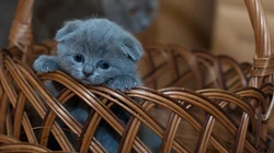 懒洋洋的宠物萌猫桌面壁纸合集推荐