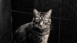 懒洋洋的宠物萌猫桌面壁纸合集推荐