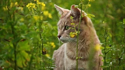 懒洋洋的宠物萌猫桌面壁纸合集推荐