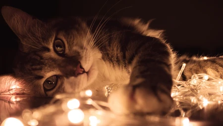 懒洋洋的宠物萌猫桌面壁纸合集推荐