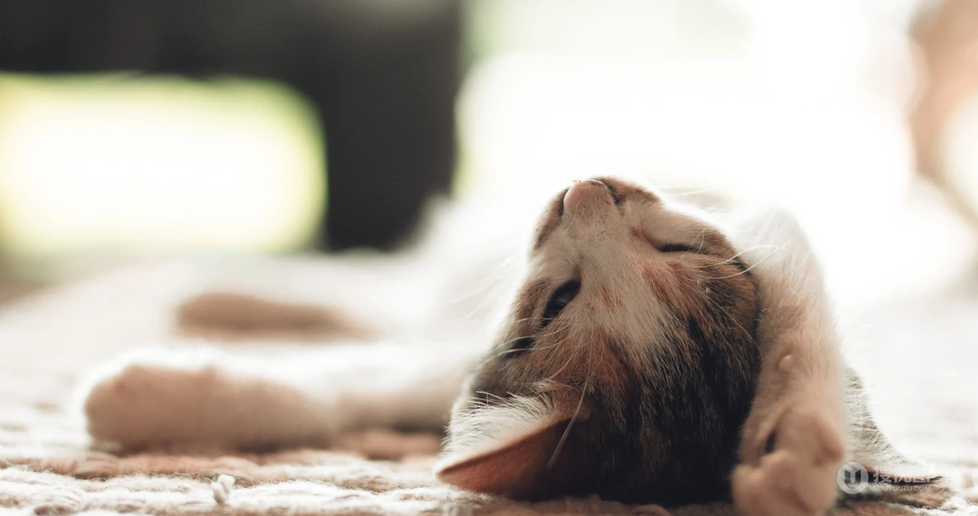 懒洋洋的宠物萌猫桌面壁纸合集推荐
