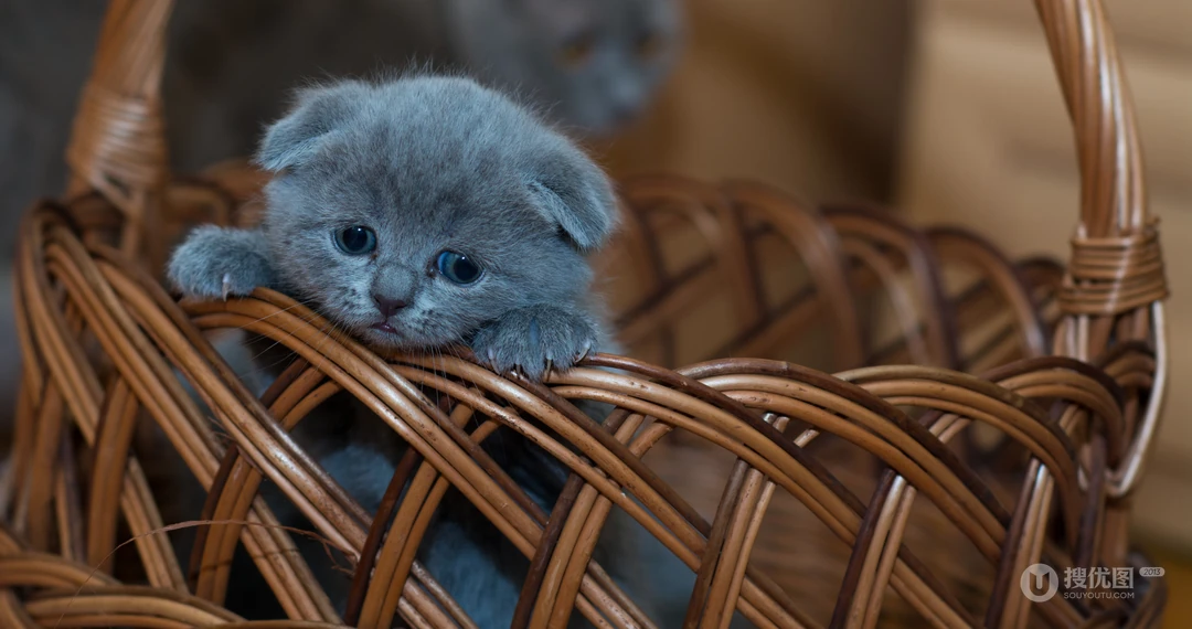 懒洋洋的宠物萌猫桌面壁纸合集推荐