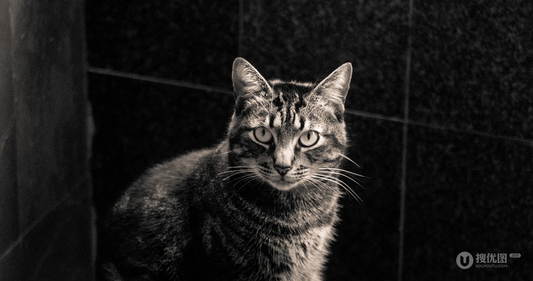 懒洋洋的宠物萌猫桌面壁纸合集推荐