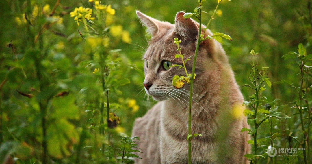 懒洋洋的宠物萌猫桌面壁纸合集推荐