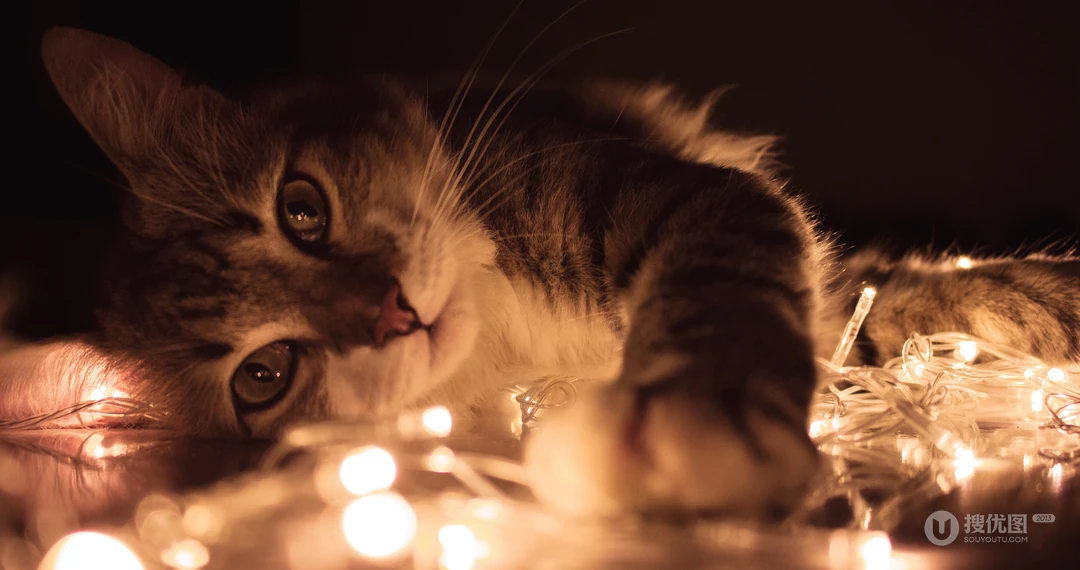 懒洋洋的宠物萌猫桌面壁纸合集推荐