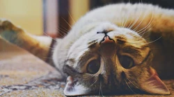 懒洋洋的宠物萌猫桌面壁纸合集推荐