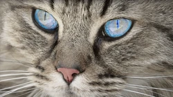 10月12日可爱猫咪高清桌面壁纸推荐二