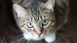 10月12日可爱猫咪高清桌面壁纸推荐二
