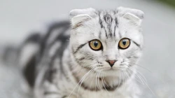10月12日可爱猫咪高清桌面壁纸推荐二