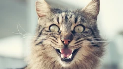 10月12日可爱猫咪高清桌面壁纸推荐二
