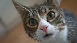 10月12日可爱猫咪高清桌面壁纸推荐二