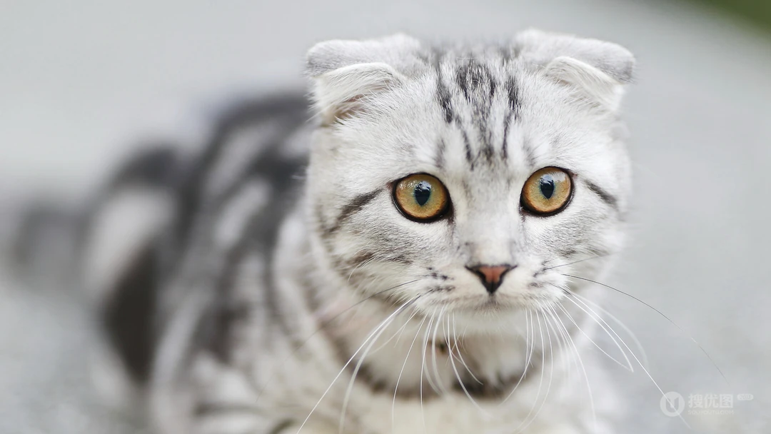 10月12日可爱猫咪高清桌面壁纸推荐二