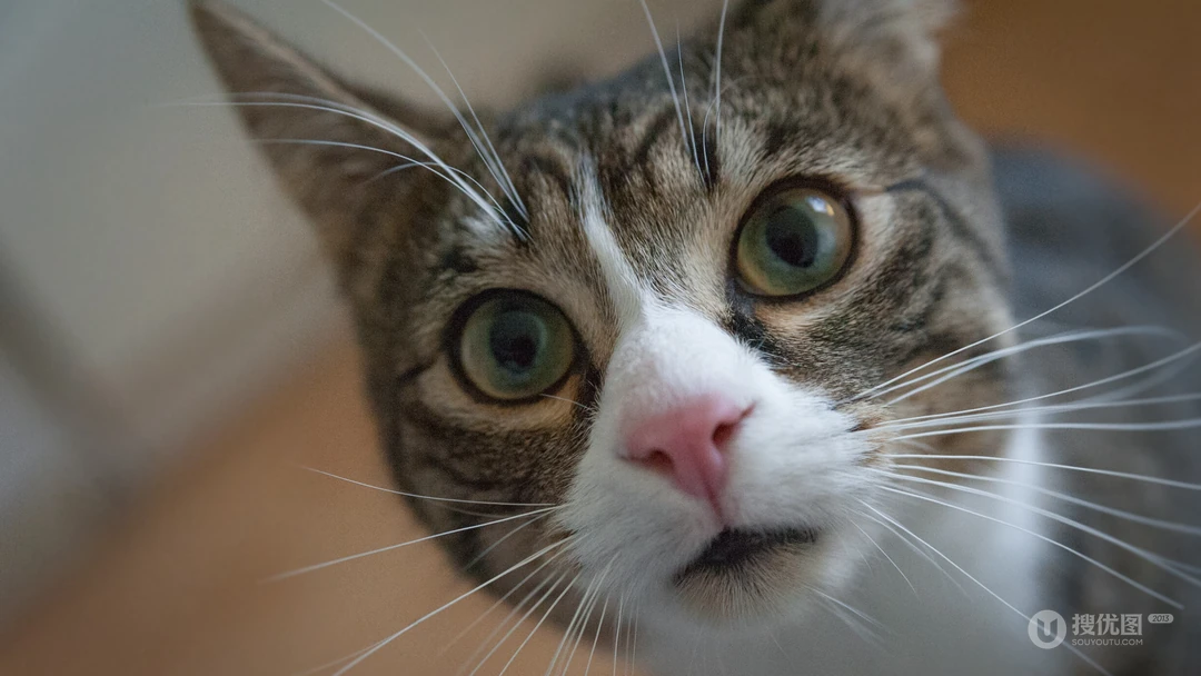 10月12日可爱猫咪高清桌面壁纸推荐二