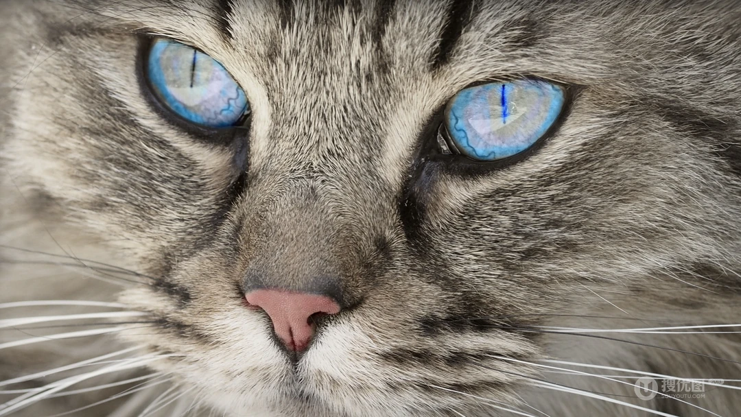 10月12日可爱猫咪高清桌面壁纸推荐二