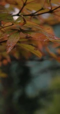 以树枝，树叶为背景的九月初九重阳节创意文字节日美图