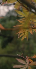 以树枝，树叶为背景的九月初九重阳节创意文字节日美图