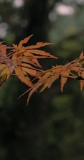 以树枝，树叶为背景的九月初九重阳节创意文字节日美图