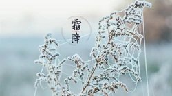 霜降文字壁纸，以落在草木枝头的寒霜为背景的唯美霜降节气壁纸