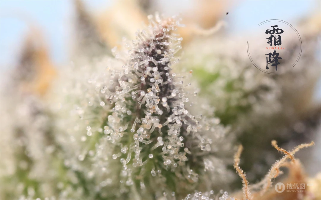 霜降文字壁纸，以落在草木枝头的寒霜为背景的唯美霜降节气壁纸