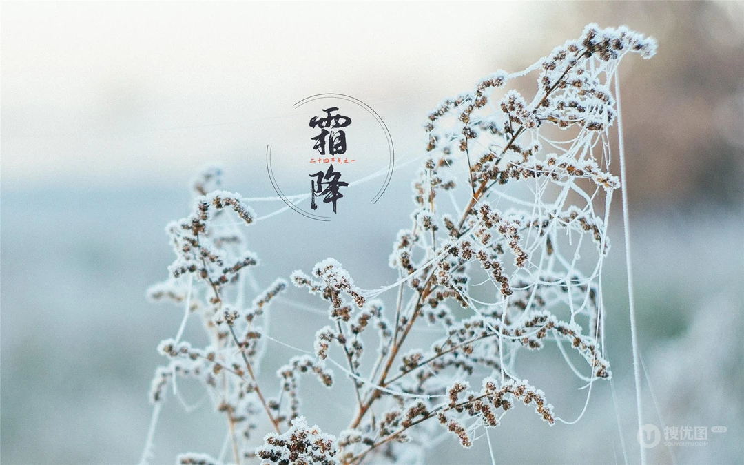霜降文字壁纸，以落在草木枝头的寒霜为背景的唯美霜降节气壁纸
