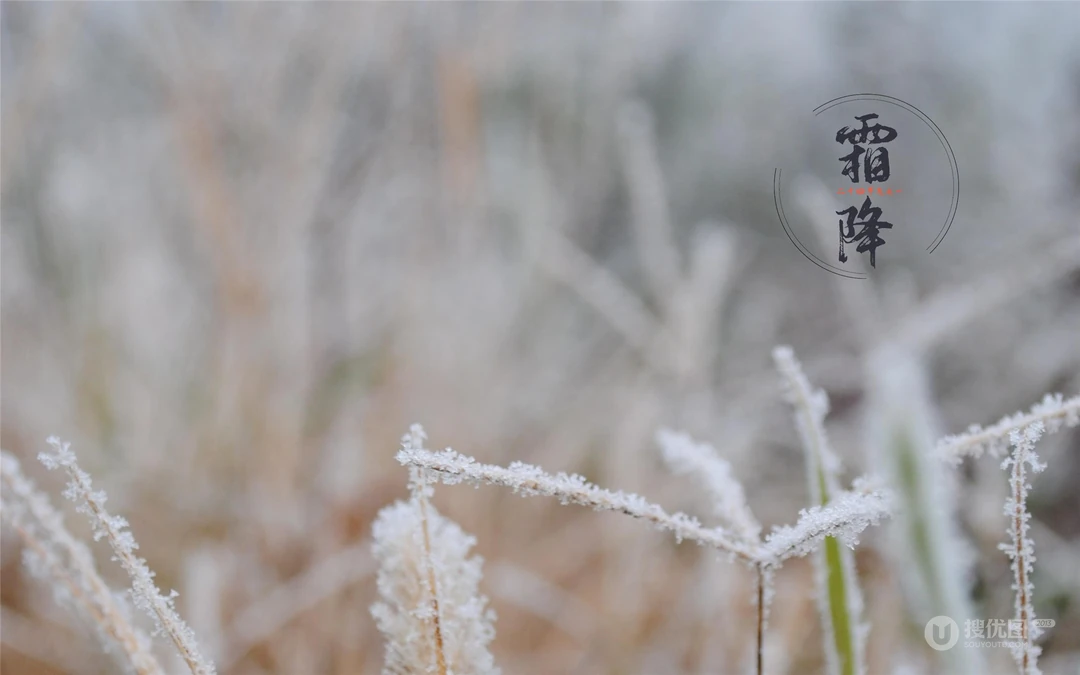 霜降文字壁纸，以落在草木枝头的寒霜为背景的唯美霜降节气壁纸