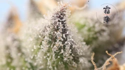 霜降文字壁纸，以落在草木枝头的寒霜为背景的唯美霜降节气壁纸