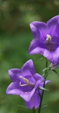 生长于野外，山坡上的暗紫叶白花颜色桔梗花图片