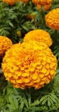 花团锦簇，花大、花期长，常用于花坛布景的万寿菊高清图片