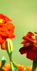 花团锦簇，花大、花期长，常用于花坛布景的万寿菊高清图片