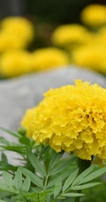 花团锦簇，花大、花期长，常用于花坛布景的万寿菊高清图片