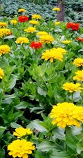 花团锦簇，花大、花期长，常用于花坛布景的万寿菊高清图片