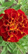花团锦簇，花大、花期长，常用于花坛布景的万寿菊高清图片