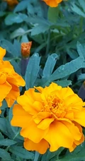 花团锦簇，花大、花期长，常用于花坛布景的万寿菊高清图片
