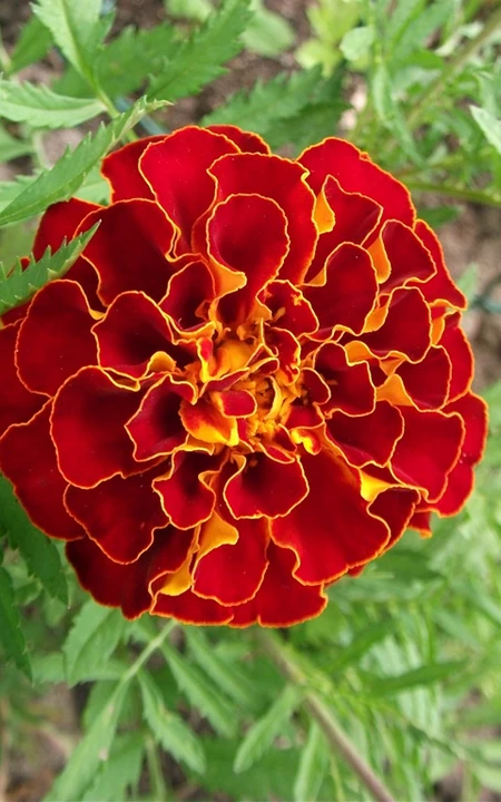 花团锦簇，花大、花期长，常用于花坛布景的万寿菊高清图片