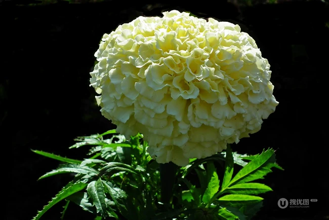 花团锦簇，花大、花期长，常用于花坛布景的万寿菊高清图片