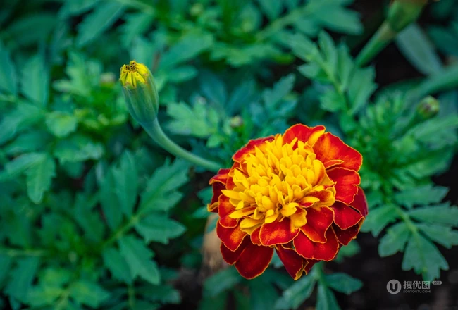 花团锦簇，花大、花期长，常用于花坛布景的万寿菊高清图片