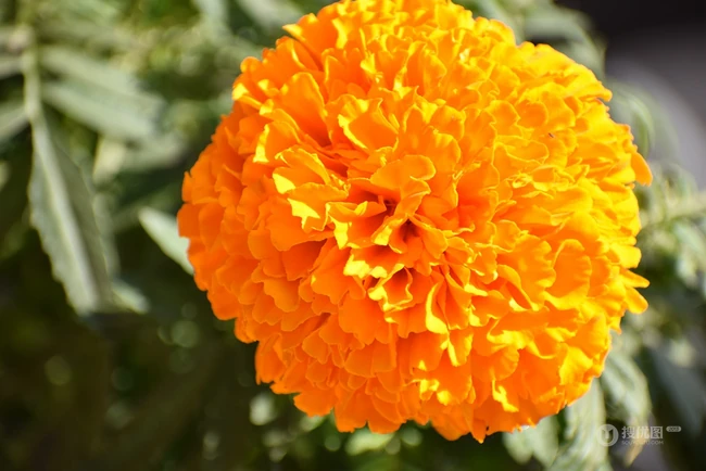 花团锦簇，花大、花期长，常用于花坛布景的万寿菊高清图片