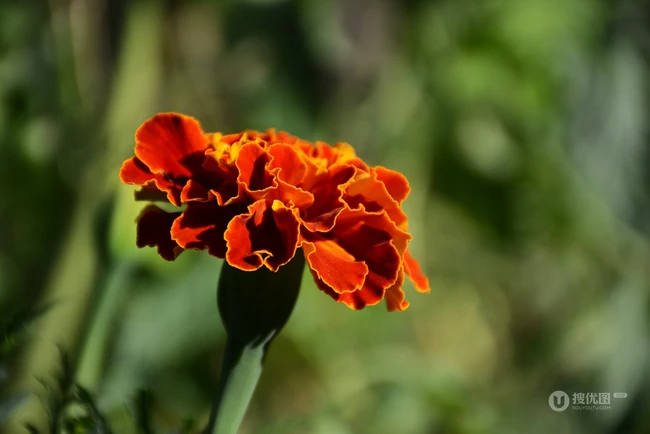 花团锦簇，花大、花期长，常用于花坛布景的万寿菊高清图片