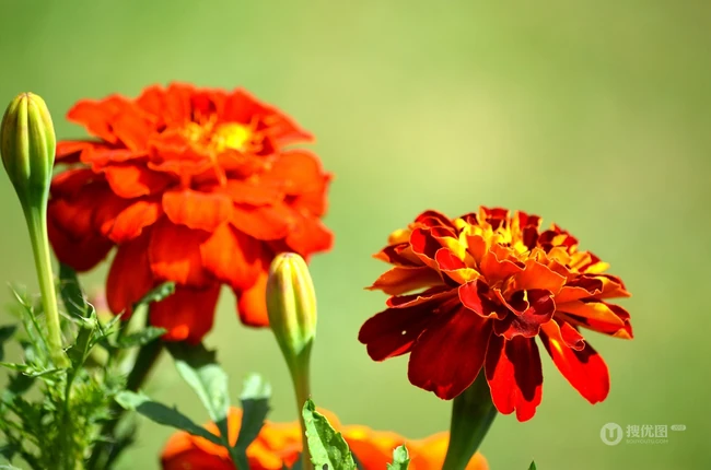 花团锦簇，花大、花期长，常用于花坛布景的万寿菊高清图片