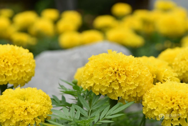 花团锦簇，花大、花期长，常用于花坛布景的万寿菊高清图片