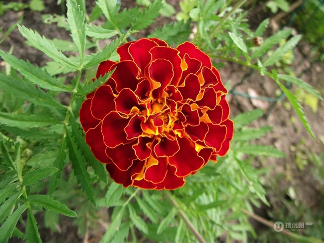 花团锦簇，花大、花期长，常用于花坛布景的万寿菊高清图片