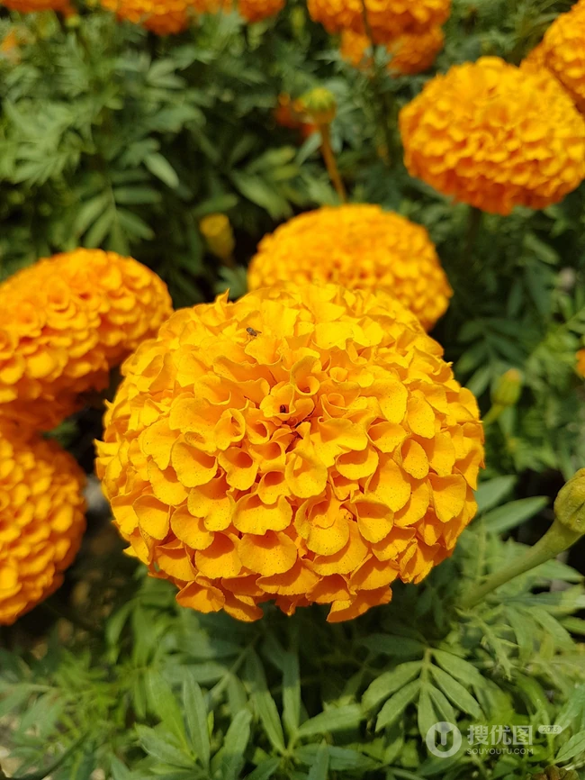 花团锦簇，花大、花期长，常用于花坛布景的万寿菊高清图片