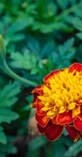 花团锦簇，花大、花期长，常用于花坛布景的万寿菊高清图片