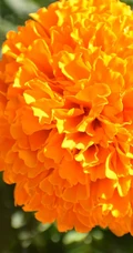 花团锦簇，花大、花期长，常用于花坛布景的万寿菊高清图片
