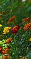 花团锦簇，花大、花期长，常用于花坛布景的万寿菊高清图片