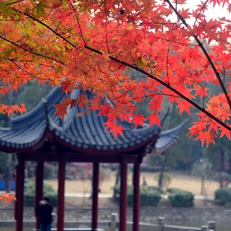 深秋，南京栖霞风景区，满山红遍，动人的成片枫树景色图片