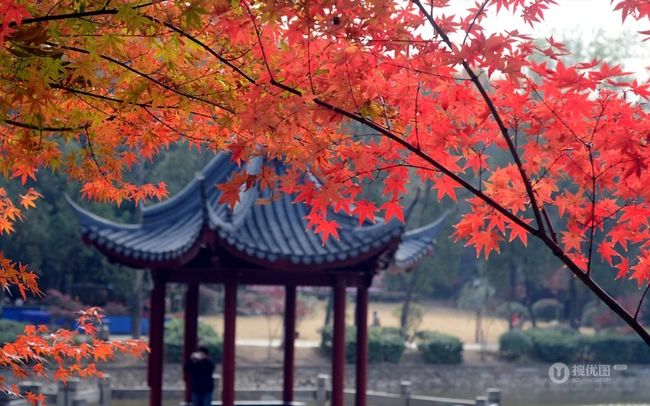 深秋，南京栖霞风景区，满山红遍，动人的成片枫树景色图片 第1张