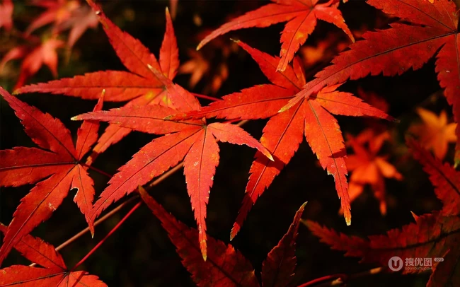 深秋，南京栖霞风景区，满山红遍，动人的成片枫树景色图片 第10张