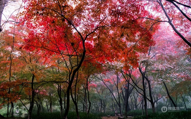 深秋，南京栖霞风景区，满山红遍，动人的成片枫树景色图片 第7张