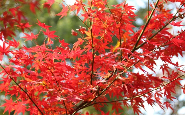 深秋，南京栖霞风景区，满山红遍，动人的成片枫树景色图片 第9张